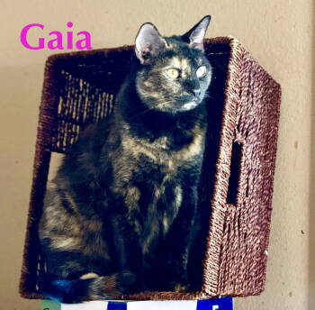 Rescue Domestic Medium Hair Cats for Adoption in Glendale, Arizona - Gaia | PetCurious