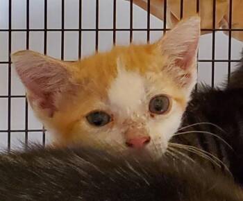GILLIGAN -  Domestic Short Hair Cat for Adoption in Fort Lauderdale, Florida - GILLIGAN | PetCurious