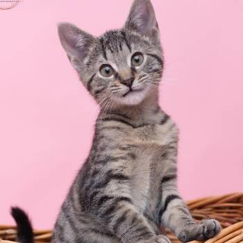 Maisey COMPLETE CUDDLER -  Tabby and Tiger Cat for Adoption in Bethel, Connecticut - Maisey COMPLETE CUDDLER | PetCurious
