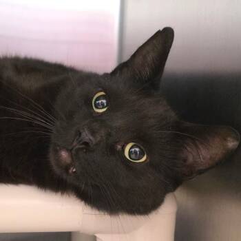 Domestic Short Hair Cats Available for Adoption in Gloucester, Virginia - Binx | PetCurious