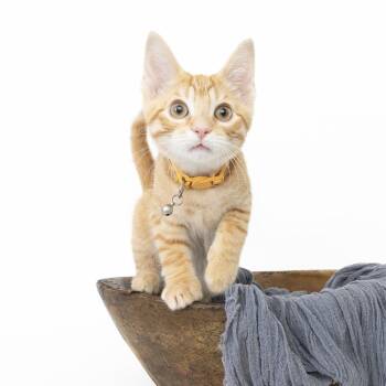 Ferdinand -  Domestic Short Hair Cat for Adoption in Franklin, Tennessee - Ferdinand | PetCurious