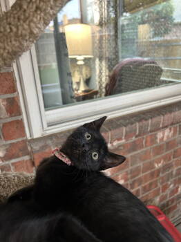 Rescue Domestic Short Hair Cats for Adoption in Fort Worth, Texas - Ebony | PetCurious