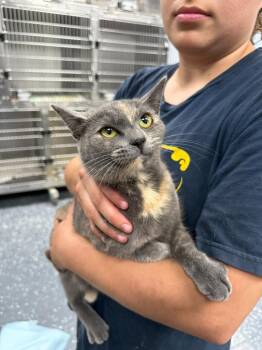 Domestic Short Hair Cats Available for Adoption in Thousand Oaks, California - Shwarma | PetCurious