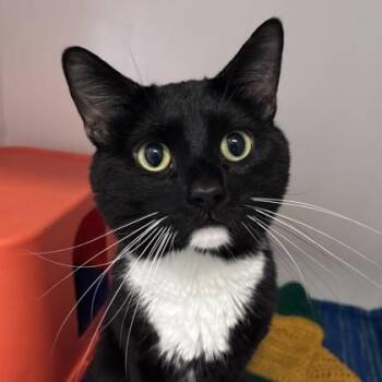 Domestic Short Hair Cats Available for Adoption in Janesville, Wisconsin - Max | PetCurious