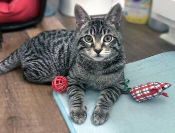 Bentley -  Domestic Short Hair Cat for Adoption in Smithfield, North Carolina - Bentley | PetCurious