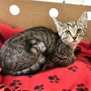 Nimbus -  Domestic Short Hair Cat for Adoption - Nimbus | PetCurious