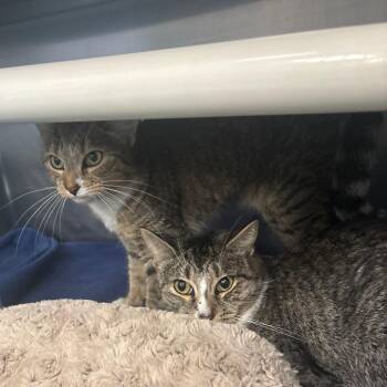 Chipmunk -  Domestic Short Hair Cat for Adoption in Brockton, Massachusetts - Chipmunk | PetCurious