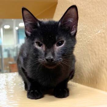 Rescue Domestic Short Hair Cats for Adoption in Hemet, California - Ansel | PetCurious