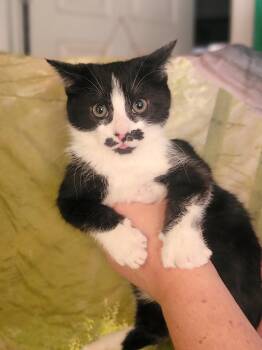 Domestic Short Hair Cats Available for Adoption - Frida | PetCurious