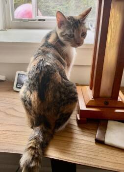Domestic Short Hair Cats Available for Adoption in Minneapolis, Minnesota - Bella | PetCurious