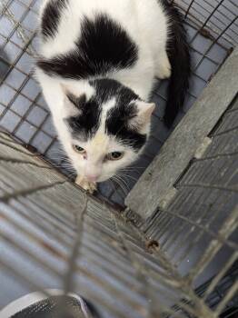 Rescue Domestic Short Hair Cats for Adoption in Evansville, Indiana - Gabon | PetCurious