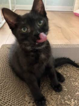 Ditto -  Domestic Short Hair Cat for Adoption in Evans, Georgia - Ditto | PetCurious