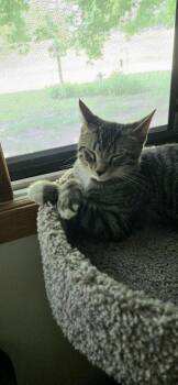 Juicer -  Domestic Short Hair Cat for Adoption in Minneapolis, Minnesota - Juicer | PetCurious