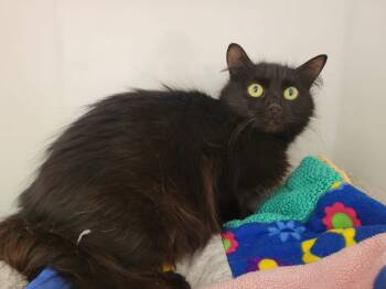 Boulette -  Domestic Medium Hair Cat for Adoption in Delson, Quebec - Boulette | PetCurious