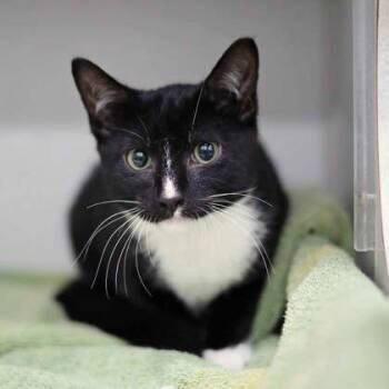 Static -  Domestic Short Hair Cat for Adoption in Atlanta, Georgia - Static | PetCurious