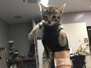 VALLEY -  Domestic Short Hair Cat for Adoption in Thousand Palms, California - VALLEY | PetCurious
