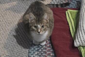 Domestic Short Hair Cats Available for Adoption - Elliot | PetCurious