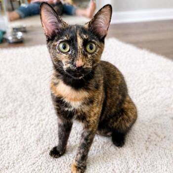 Domestic Short Hair Cats Available for Adoption in Austin, Texas - Forklift | PetCurious