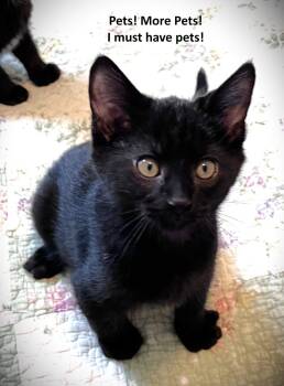 Mortal Kombat -  Domestic Short Hair Cat Available for Adoption in Lenexa, Kansas - Mortal Kombat | PetCurious
