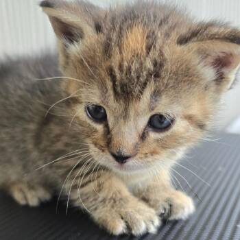Mopkin -  Domestic Short Hair Cat for Adoption in East Hanover, New Jersey - Mopkin | PetCurious