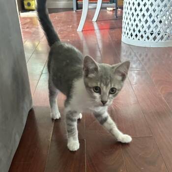 Rosie -  Domestic Short Hair Cat for Adoption in Cambridge, Ontario - Rosie | PetCurious