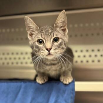 Ernie -  Domestic Short Hair Cat for Adoption in Hendersonville, North Carolina - Ernie | PetCurious