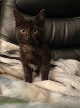 Rescue Domestic Short Hair Cats for Adoption in Clavet, Saskatchewan - Waylon | PetCurious