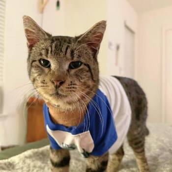 MADIX -  Domestic Short Hair Cat for Adoption in San Antonio, Texas - MADIX | PetCurious