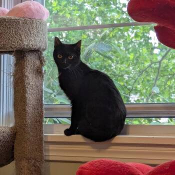 Wanda -  Domestic Short Hair Cat for Adoption in Aspinwall, Pennsylvania - Wanda | PetCurious