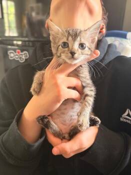 Spiderman -  Tabby Cat for Adoption in Chattanooga, Tennessee - Spiderman | PetCurious
