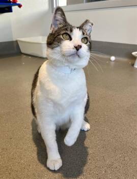 TUBS -  Domestic Short Hair Cat for Adoption in San Francisco, California - TUBS | PetCurious