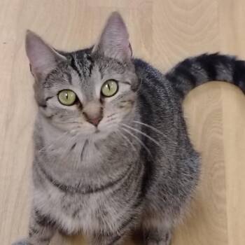 Tabby and Domestic Short Hair Cats Available for Adoption in Montour Falls, New York - Mama Cady | PetCurious