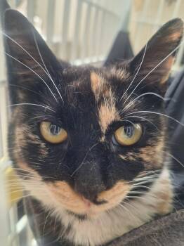 Domestic Short Hair Cats Available for Adoption in Bellmawr, New Jersey - Seraphina | PetCurious