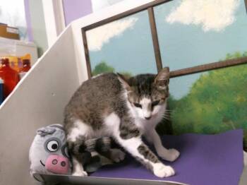 Domestic Short Hair Cats Available for Adoption in Houston, Texas - A2076199 | PetCurious