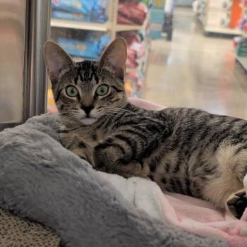 Skye -  Domestic Short Hair Cat for Adoption in Chandler, Arizona - Skye | PetCurious