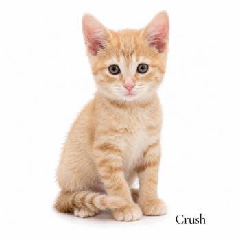 Crush -  Domestic Short Hair Cat for Adoption in Stevensville, Michigan - Crush | PetCurious
