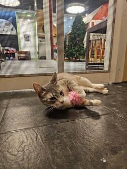 Domestic Short Hair Cats Available for Adoption in St. Cloud, Minnesota - Darcy | PetCurious