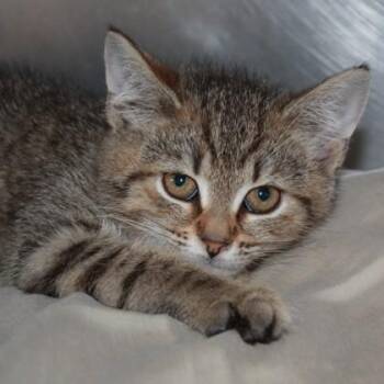 Domestic Short Hair Cats Available for Adoption in Richmond, Virginia - Tomato | PetCurious