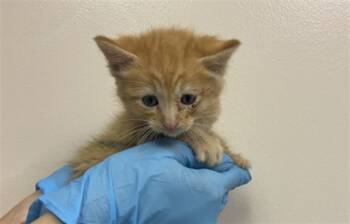 Rescue Domestic Short Hair Cats for Adoption in San Bernardino, California - RAMBO | PetCurious