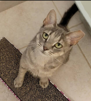 Rescue Domestic Short Hair and Oriental Long Hair Cats for Adoption in Brandon, Florida - Muse | PetCurious