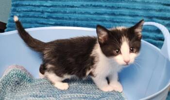 Domestic Short Hair Cats Available for Adoption in Evergreen, Colorado - Dill | PetCurious