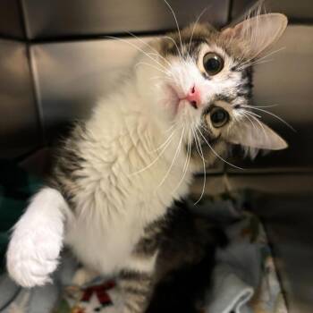 Domestic Medium Hair Cats Available for Adoption in Carencro, Louisiana - No Shave November | PetCurious