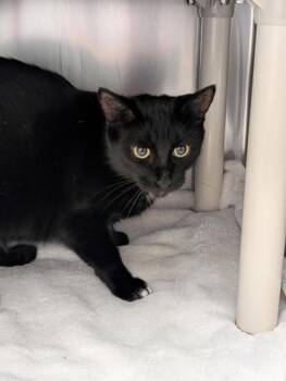 Melina -  Domestic Short Hair Cat for Adoption in Montreal, Quebec - Melina | PetCurious
