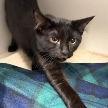 Phoebe -  Domestic Short Hair Cat for Adoption in Newark, New Jersey - Phoebe | PetCurious