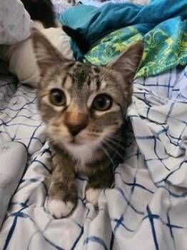 Rescue Tabby Cats for Adoption in Parlier, California - Mako | PetCurious