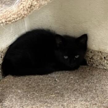 Rescue Domestic Short Hair Cats for Adoption in Donalsonville, Georgia - Pepper | PetCurious