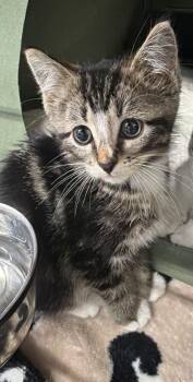 Troy -  Domestic Short Hair Cat for Adoption in Virginia, Minnesota - Troy | PetCurious