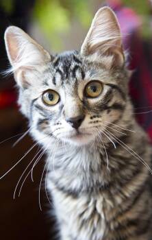 Rescue Domestic Long Hair Cats for Adoption in Chicago, Illinois - Beast Boy Aka Gus (with Jinx) | PetCurious