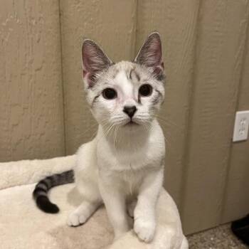 0726-191 Garth -  Domestic Short Hair Cat for Adoption in Abingdon, Maryland - 0726-191 Garth | PetCurious