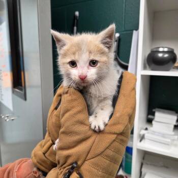 Moon Pie -  Domestic Short Hair Cat for Adoption in Parkersburg, West Virginia - Moon Pie | PetCurious